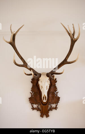 Hirsch-Schädel mit Geweih im Natural History Museum Rotterdam in Holland, Niederlande. Stockfoto