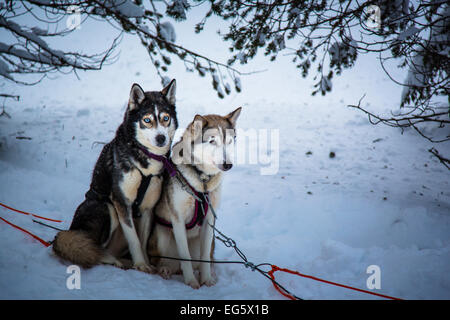 Zwei Huskies in Finnland Stockfoto