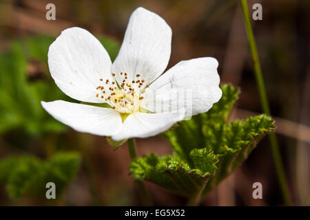 Eine Moltebeeren-Blume Stockfoto