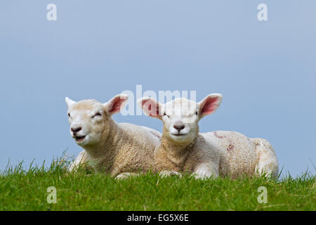 Hausschafe (Ovis Aries), zwei weiße Lämmer im Frühjahr in der Wiese liegend Stockfoto
