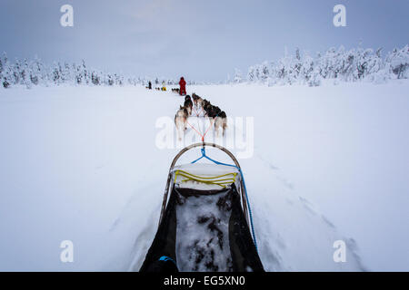 Sleighdog Abenteuer im Norden von Europa, Lappland, Finnland, Lappland, Europa Stockfoto