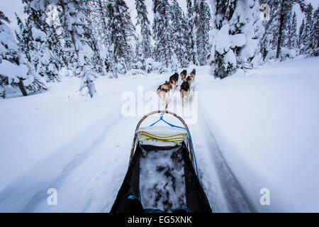Sleighdog Abenteuer im Norden von Europa, Lappland, Finnland, Lappland, Europa Stockfoto
