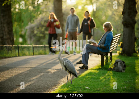 Graureiher (Ardea Cinerea) unter den Besuchern im Regents Park, London, UK, April 2011. Fotograf-Zitat: "Es war faszinierend t Stockfoto