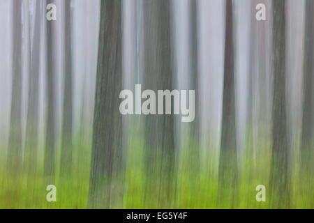 Abstraktes Bild der Bewegung verwischt Baumstämme im Nadelwald im Nebel Stockfoto