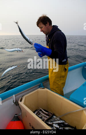 Fischer Handlining für Makrele (Scomber Scombrus) von einem kleinen Boot, Newlyn, Cornwall, England, UK, 2011, Stockfoto