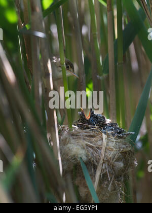 Reed Warbler (Acrocephalus Scirpaceus) im Nest füttern 12-tägige Kuckuck Küken (Cuculus Canorus) Fenland, Norfolk, Großbritannien, Mai Stockfoto