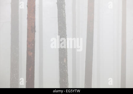 Kiefer (Pinus Sylvestris), Baumstämme im Nadelwald im Nebel Stockfoto
