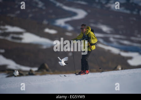 Ein Männchen (links) und Frau Alpenschneehuhn (Lagopus mutus) im Winter Gefieder Flucht aus dem Eis Feld als Skifahrer durch, Cairngorms National Park, Schottland, UK, März 2011. VISION 2020 Ausstellung. Stockfoto