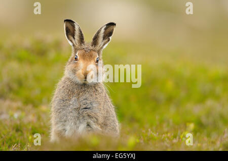 Schneehase (Lepus timidus) Sub-Erwachsenen leveret, Cairngorms National Park, Schottland, Großbritannien, Juli. VISION 2020 Buch. Wussten Sie schon? Schneehasen in Großbritannien haben für über 100.000 Jahren - viel länger als der Feldhase, die nur vor 2000 Jahren eingeführt wurde. Stockfoto