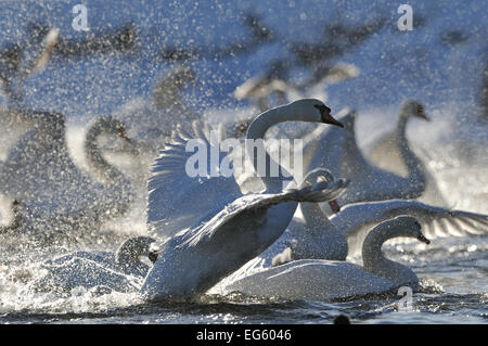 Höckerschwan (Cygnus olor), die von der Herde auf dem Wasser. Schottland, Dezember. Wussten Sie schon? Richard Löwenherz sagte zu Mute Swans nach Großbritannien eingeführt haben, Stockfoto