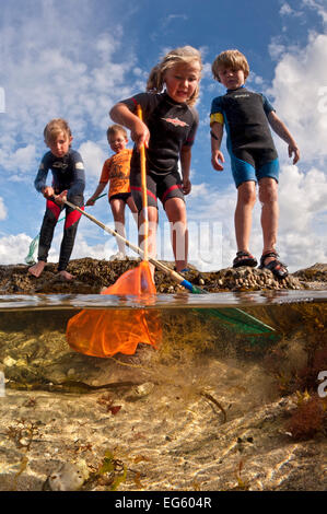 Kinder freuen sich über eintauchen in Felsenpools bei Ebbe in Falmouth, Cornwall, England, UK, Juli, veröffentlicht alle Modell Stockfoto