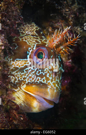 Tompot Blenny (Parablennius Gattorugine) unter Swanage Pier, Dorset, UK. Fotografiert im Mai. Ärmelkanal. Stockfoto