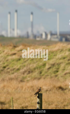 Turmfalken (Falco tinnunculus) Erwachsenen auf einem zaunpfosten vor der städtischen Landschaft thront, elmley Sümpfe RSPB Reservat, Kent, Großbritannien, Februar 2012 Stockfoto