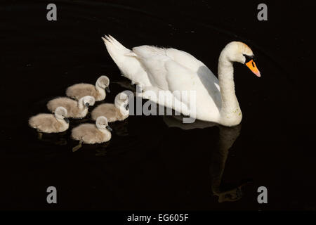 Mute Swan (Cygnus Olor) mit Cygnets, Shapwick NNR, Avalon Sümpfe, Somerset Levels, UK, Februar Stockfoto