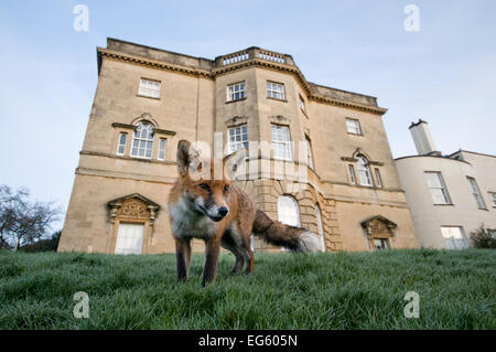 Junge Red Fox (Vulpes vulpes) im städtischen Park, Bristol, UK, Januar. Wussten Sie schon? Rote Füchse in der freien Wildbahn haben meist einen sehr kurzen Leben, mit den meisten etwa 2 Jahren erreichen. Stockfoto