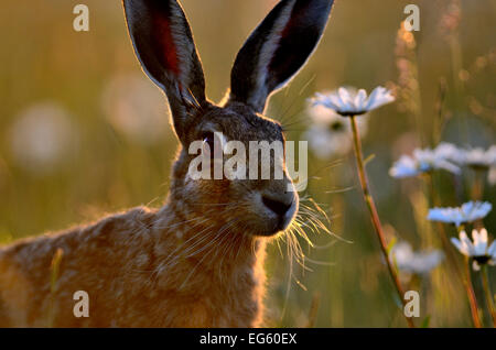 Europäische hare (Lepus europaeus) mit Ox-eye Margeriten (Leucanthemum vulgare), Norfolk, England, UK, Juni. Wussten Sie schon? Eine Gruppe von Hasen, die sogenannte fuhr. Stockfoto