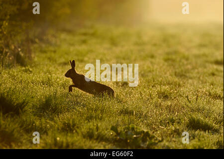 Europäische hare (Lepus europaeus) läuft über Spiel Abdeckung an der Kante der große Ackerflächen Feld, Norfolk, England, UK, April. Wussten Sie schon? Obwohl die Umwerbung Verhalten von Boxen auf den Namen 'Mad März geführt hat Hasen', dieses Verhalten kann in der Tat weiterhin in August. Stockfoto