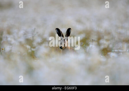 Feldhase (Lepus Europaeus) im Bereich der Ochsen-Auge Margeriten (Leucanthemum Vulgare) Norfolk, England, UK, Juni Stockfoto