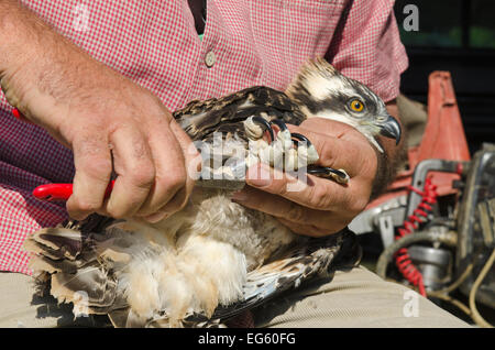 Tim Appleton, Bauleiter bei Rutland Water, Klingeln ein bald flügge Fischadler (Pandion haliaetus) Küken aus dem Nest in der Nähe von Rutland Water. UK, Juni. Stockfoto