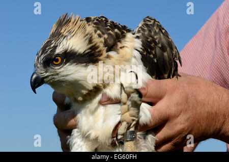 Bald, Fischadler (Pandion Haliaetus) Küken flügge nach wird umringt von Tim Appleton, Site Manager bei Rutland Water. UK, Juni. Stockfoto