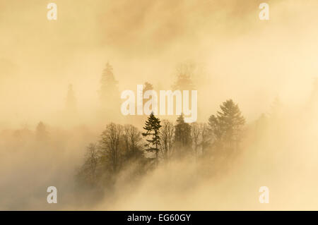 Einem nebligen Morgen über einen Mischwald im Herbst. Kinnoull Hill Woodland Park, Perthshire, Schottland, November 2011. Stockfoto