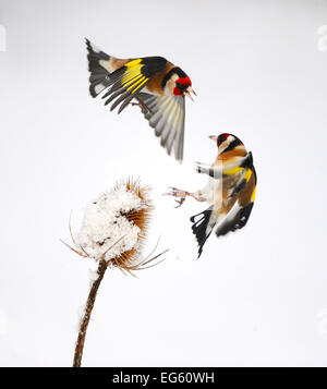 Goldfinches (Carduelis carduelis) Streit um karde Samen im Winter. Hoffe Farm RSPB Reservat, Cambridgeshire, England, Großbritannien, Februar. Ernte von 01390677 Stockfoto