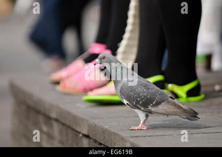 Wilde Taube (Columba livia) auf Masse, mit der die Füße der Leute im Hintergrund, South Bank, London, England, UK, September. Wussten Sie schon? Im 16. Jahrhundert in England taube Guano war die einzige Quelle von Salpeter zur Herstellung von Schießpulver. Stockfoto