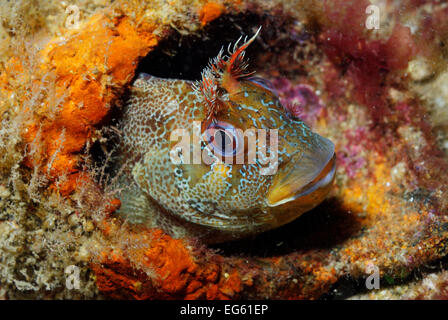 Tompot Blenny (Parablennius Gattorugine), Swanage, Dorset, England, UK, Mai Stockfoto