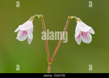 Twinflower (Linnaea borealis), die in der Blume in Pinien Wald, Abernethy National Nature Reserve, Cairngorms National Pasrk, Schottland, Großbritannien Stockfoto