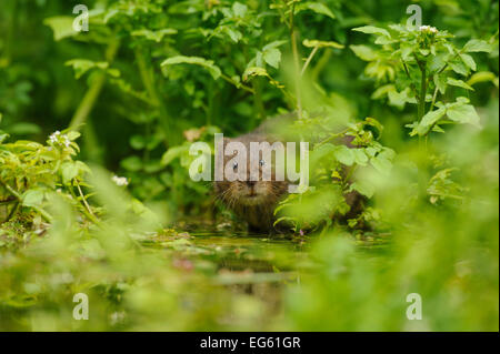 Wasser Vole (Arvicola amphibius/terrestris) Nahrungssuche durch Wasser. Kent, UK, August. Wussten Sie schon? Obwohl die meisten Vegetarier, etwas Wasser Wühlmäuse bekannt, Froschschenkel extra Protein essen zu besorgen. Stockfoto