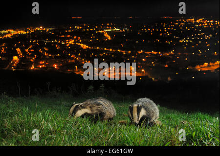 Europäische Dachse (Meles Meles) Erwachsene und Jugendliche auf den North Downs über Folkestone, Kent, UK. Kamera-Falle-Foto. Stockfoto