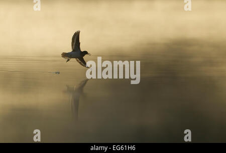 Flussuferläufer (Actitis hypoleucos) Erwachsene im Flug über misty Loch in der Morgendämmerung. Cairngorms National Park, Schottland, Großbritannien. Hoch gelobt, "Habitat" Kategorie, Britische Wildlife Photography Awards (Bwpa)-Wettbewerb 2012. Stockfoto