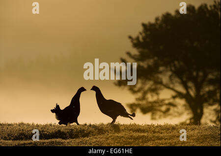 Silhouette von zwei männliche Birkhuhn (Tetrao tetrix) Bei lek Anzeigen in der Morgendämmerung, Cairngorms NP, Grampian, Schottland, UK, April. VISION 2020 Buch. Stockfoto