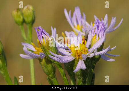 Meer-Aster (Tripolium Pannonicum) in Blüte, Abbotts Hall Farm, Essex, England, UK, September. 2020VISION-Buch-Platte. Stockfoto