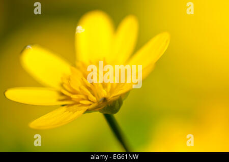 Scharbockskraut (Ranunculus ficaria) in Blüte, Cornwall, England, UK, März. Wussten Sie schon? William Wordsworth schrieb drei Gedichte über Weniger celandines. Stockfoto