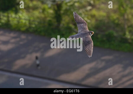 Erwachsene weibliche Wanderfalken (Falco Peregrinus) im Flug über eine Straße in die Avon-Schlucht, Bristol, England, UK, Mai. Stockfoto