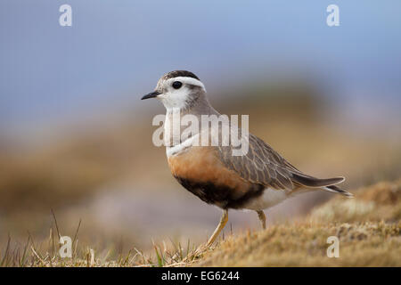 Erwachsene männliche eurasischen Mornell (Charadrius Morinellus) im Bruthabitat auf hochgelegenen Plateau der Grampian Mountains, Cairngorms NP, Stockfoto