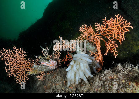 Rosa meer Lüfter/Warty Coral (Eunicella verrucosa) mit angeschlossenen Eier einer Gemeinsamen Kalmare ( Loligo vulgaris), eggcase eines weniger Katzenhai (scyliorhinus Canicula) und Stacheligen Seesterne (Marthasterias glacialis), Lundy Island Marine Schutzzone, Devon, England, UK, Mai. Stockfoto