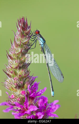 Männliche Red Eyed damselfly (Erythromma najas) Blutweiderich (Lythrum salicaria) Blüte, Bedfordshire, England, Großbritannien, Juli 2012. Stockfoto