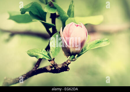 Eine Knospe der Magnolie nur bereit zu platzen, Frühlings-Hintergrund Stockfoto