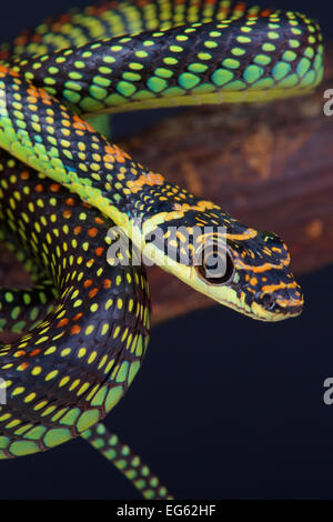 Fliegende Schlange Paradies / Chrysopelea Paradies Stockfoto