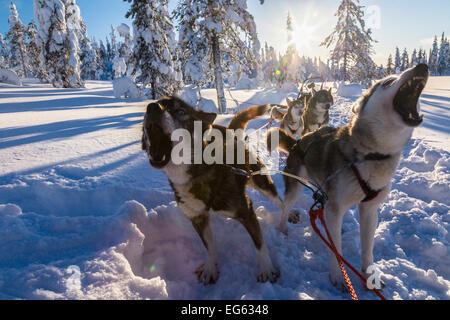 Huskies in Finnland Stockfoto