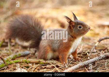 Eurasische Eichhörnchen im Wald (Sciurus Vulgaris) Stockfoto