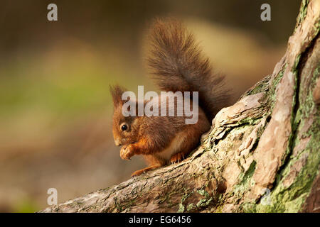 Eurasische Eichhörnchen im Wald (Sciurus Vulgaris) Stockfoto