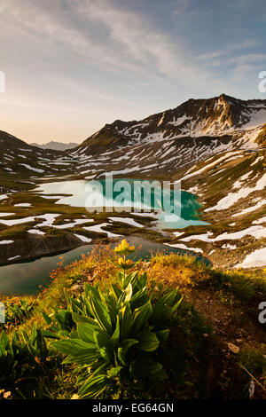Ein gelber Enzian über den Vereinatal im diffusen frühen Morgenlicht Stockfoto