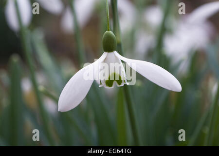 Galanthus Magnet. Spezies Schneeglöckchen wachsen in einem Waldgebiet Garten. Stockfoto