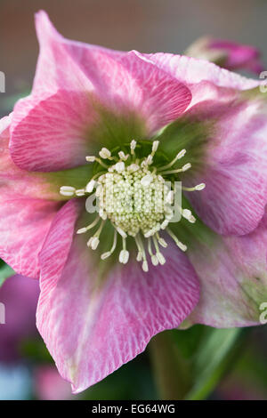 Helleborus Harvington Pinks. Stockfoto