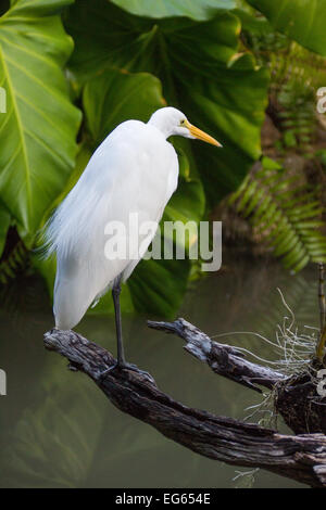 Eine kleine Kuhreiher steht auf einem Ast in Erwartung einer Mahls. Stockfoto