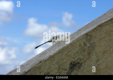 Drachen-fliegen im Gebirge Chocolate Hills. Bohol. Die Visayas. Philippinen. Die Chocolate Hills sind eine geologische Formation im Boho Stockfoto