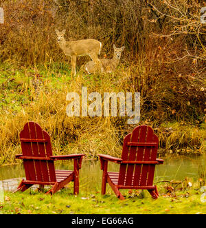 Maultier-Rotwild im Hinterhof des Hauses mit Adirondack Stühle in der Nähe von Stream. Boise, Idaho, USA Stockfoto